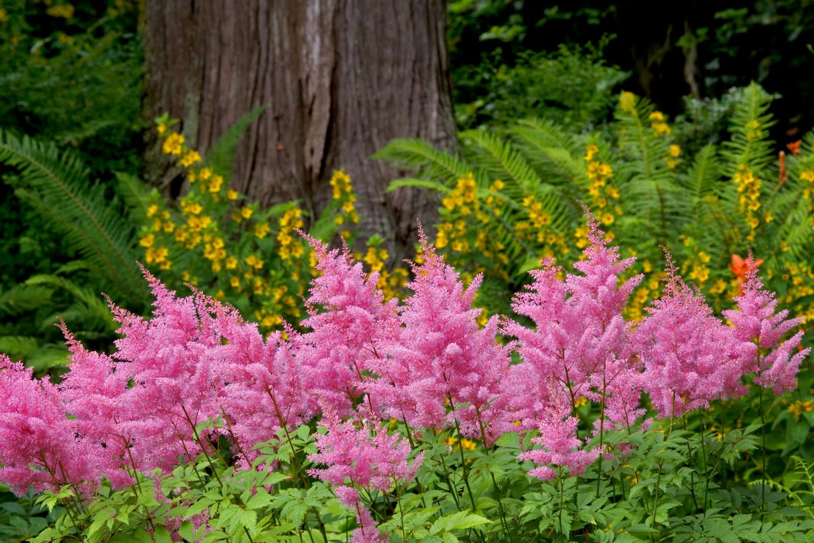 Flower In The Forest Wallpapers