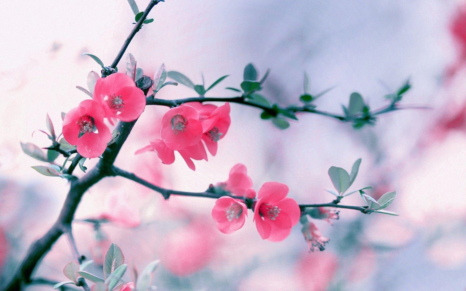 Flower Laptop Wallpapers