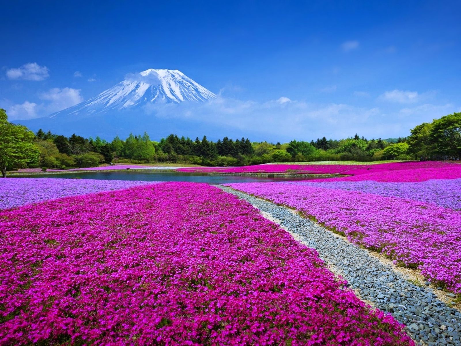 Flower Mountain Wallpapers