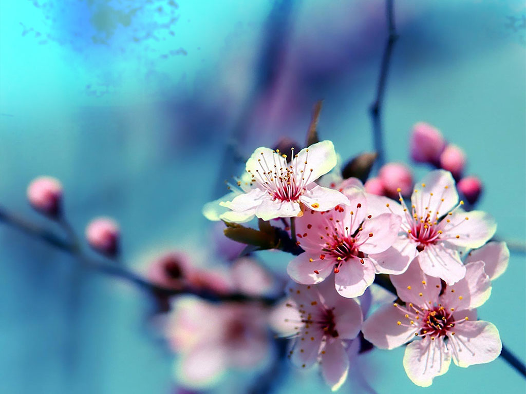 Flower Nature Wallpapers