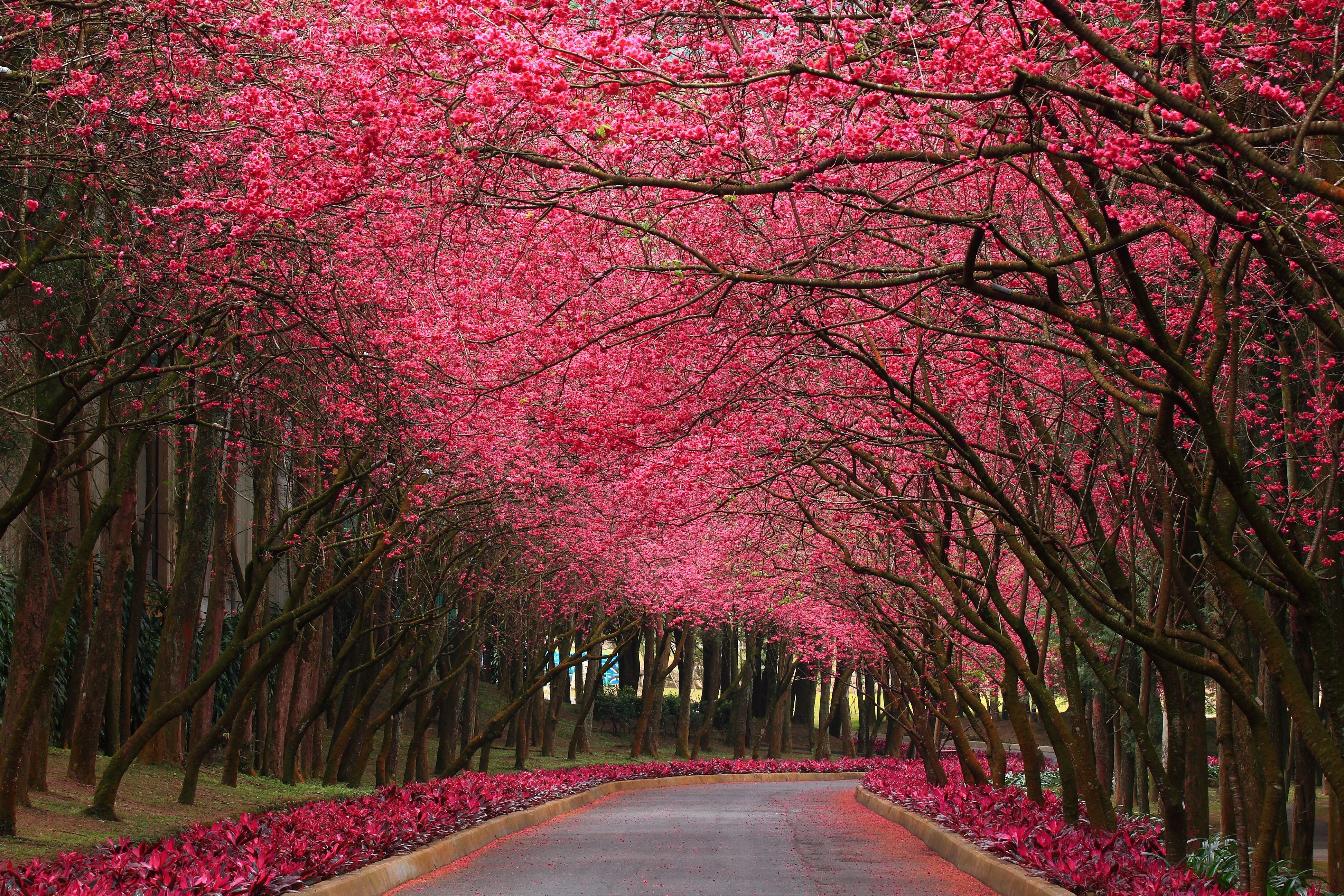 Flower Tree Image Wallpapers