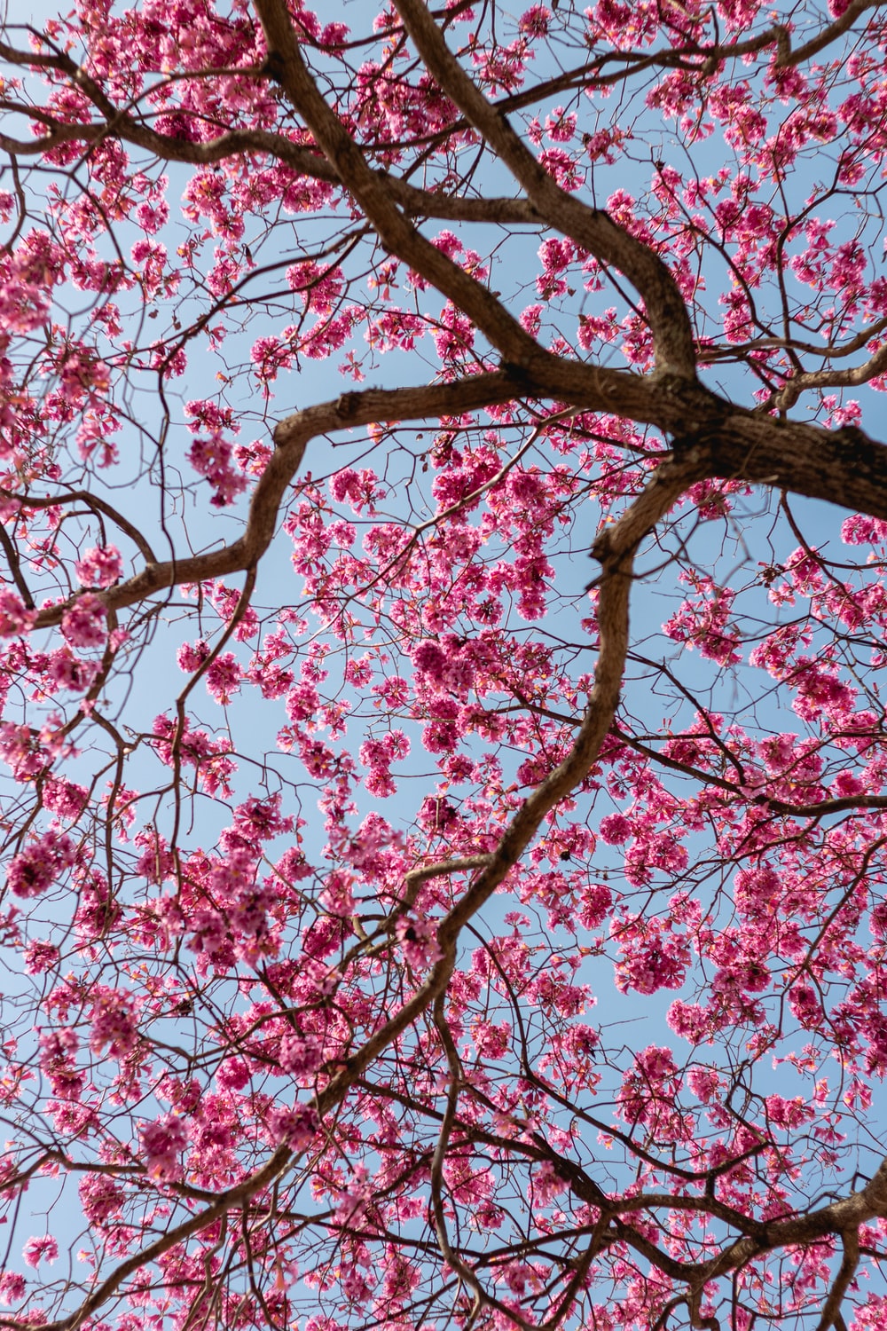 Flower Tree Image Wallpapers