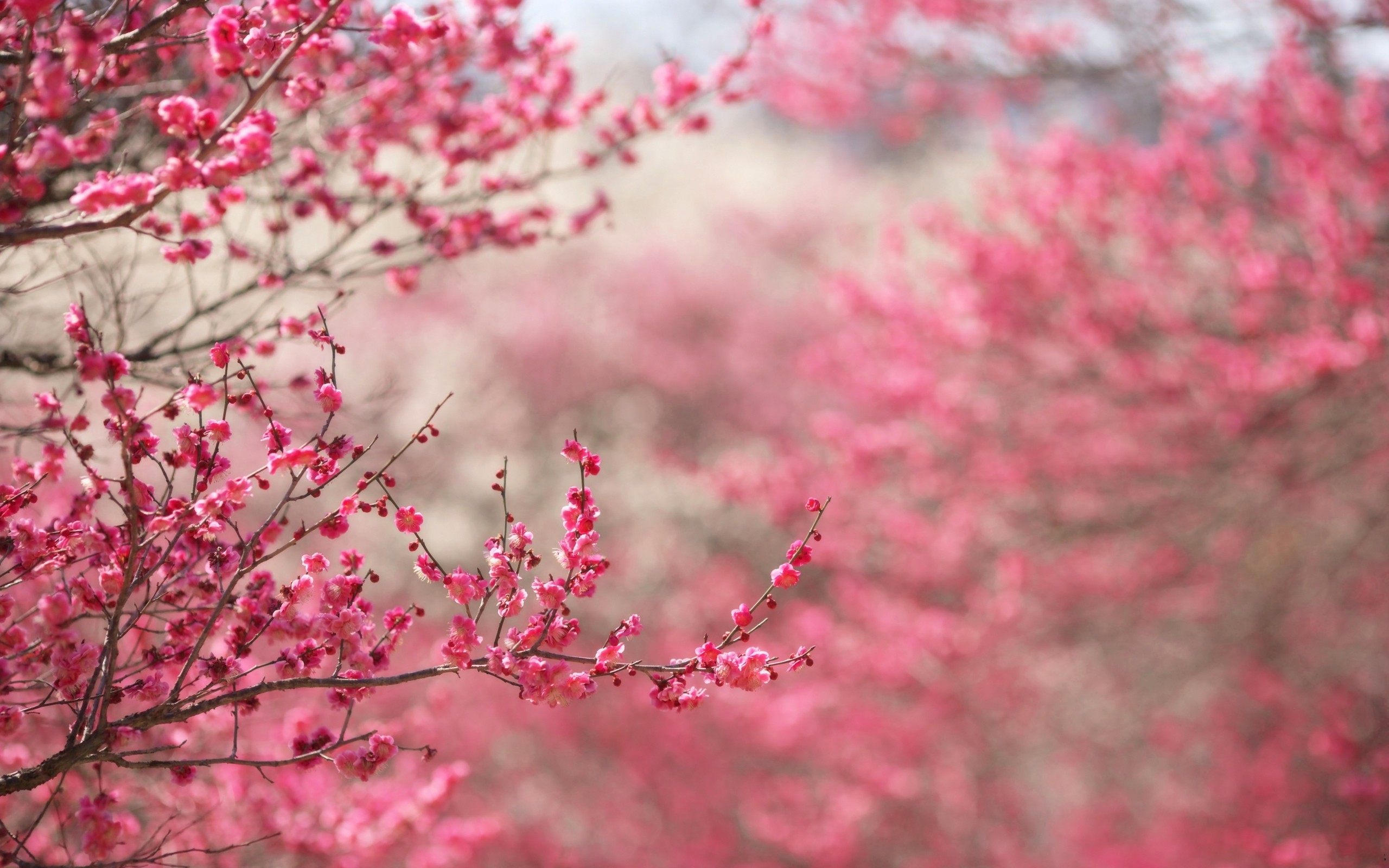 Flower Tree Image Wallpapers