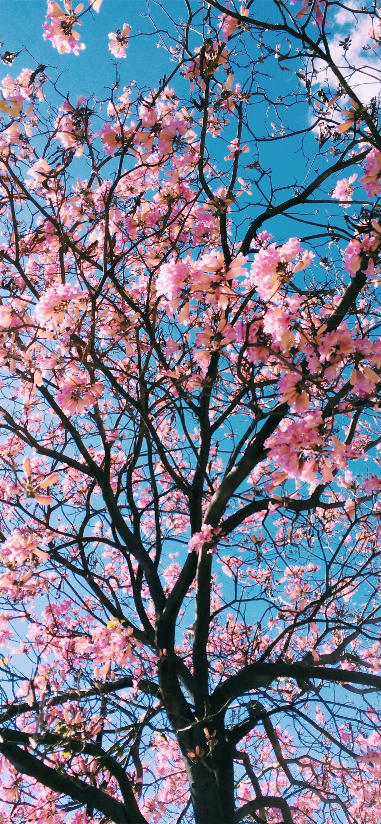 Flower Tree Image Wallpapers