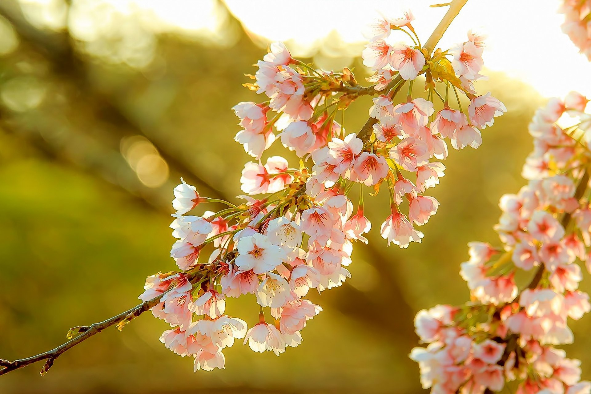 Flower Tree Image Wallpapers