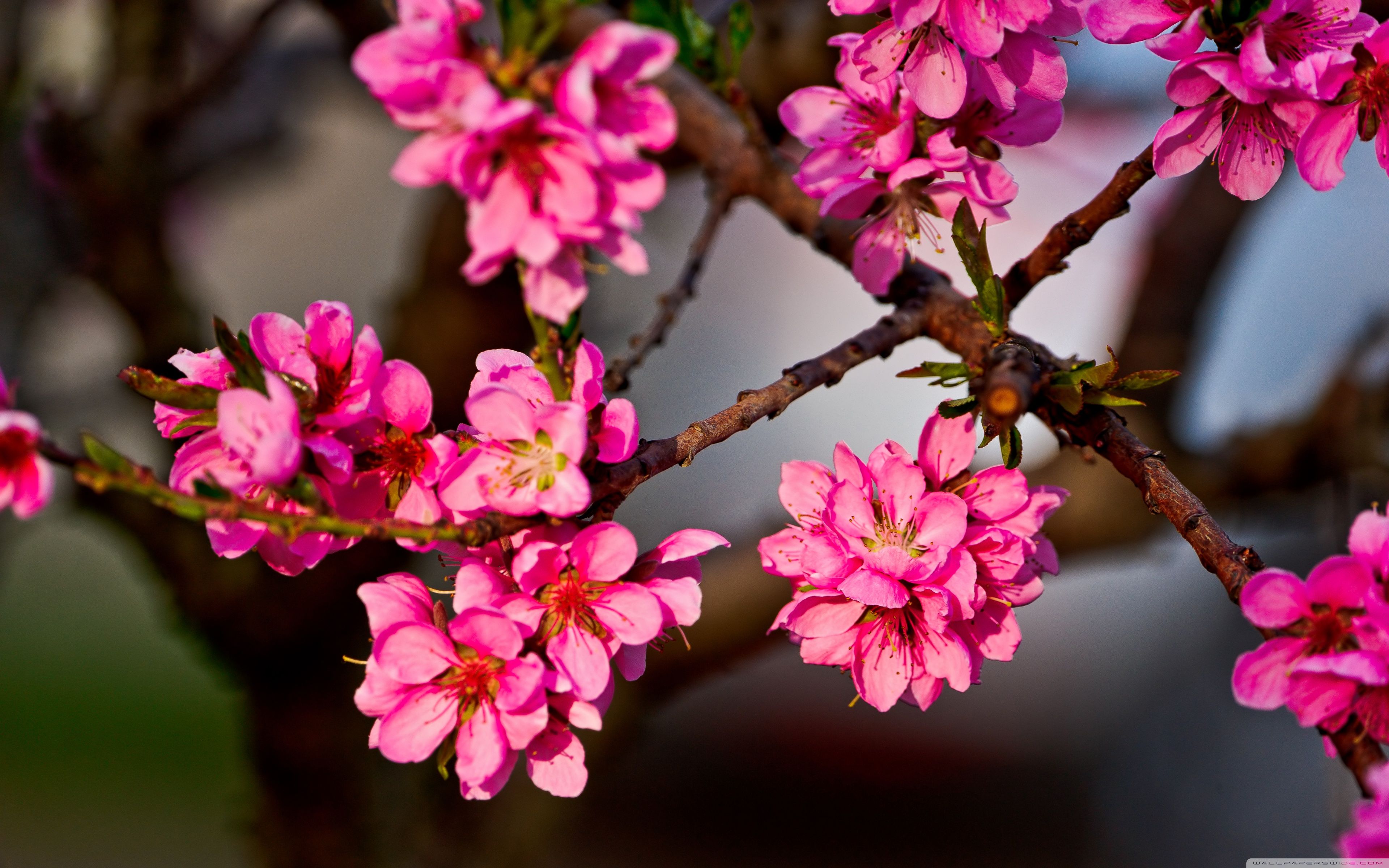 Flower Tree Image Wallpapers