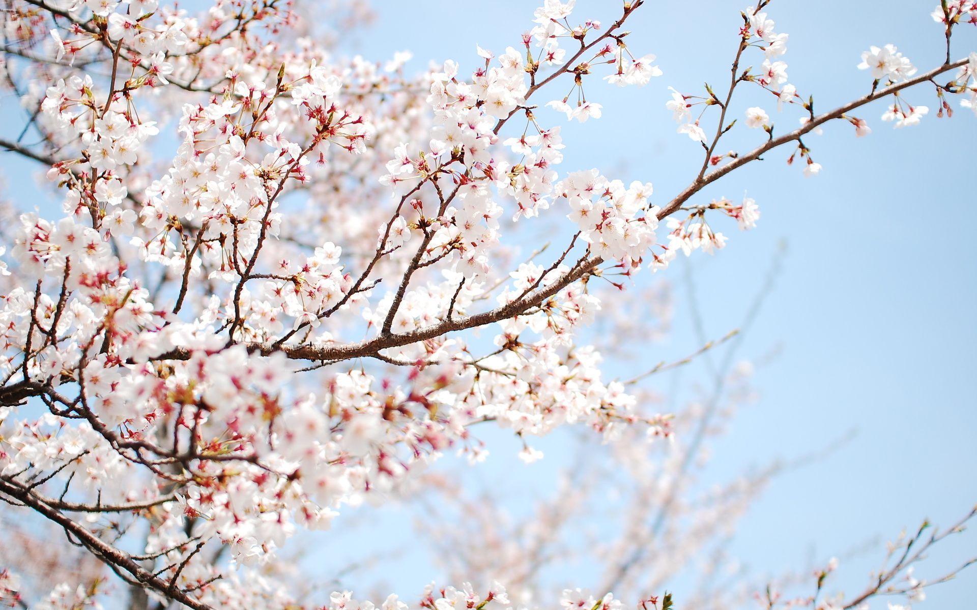 Flower Tree Image Wallpapers