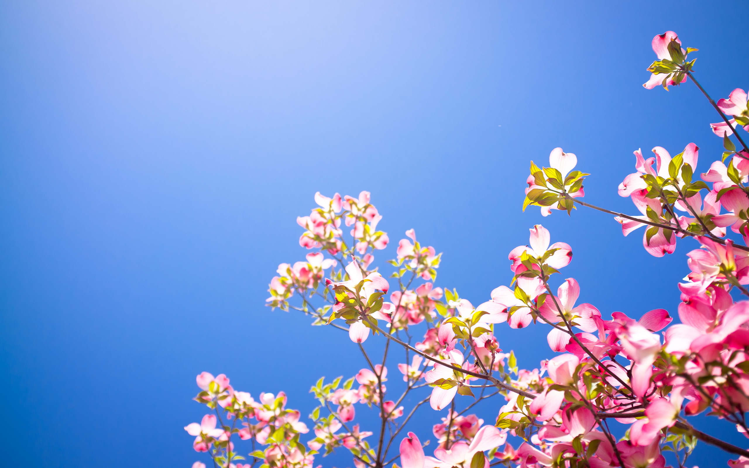 Flower Tree Image Wallpapers