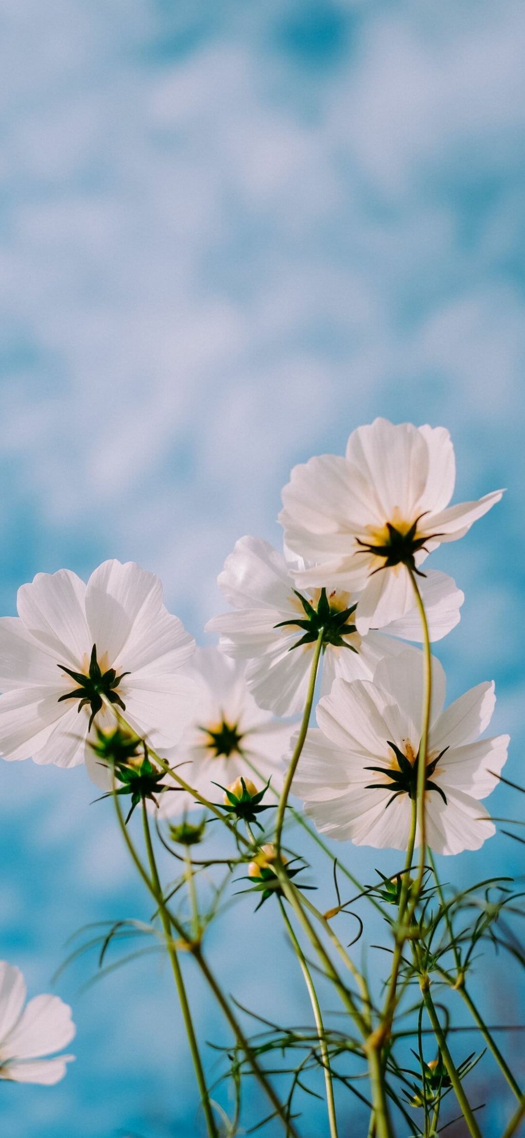 Flower For Android Wallpapers