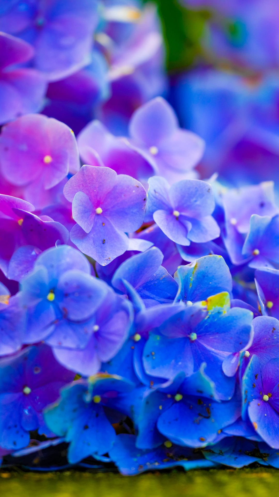 Flower For Android Wallpapers