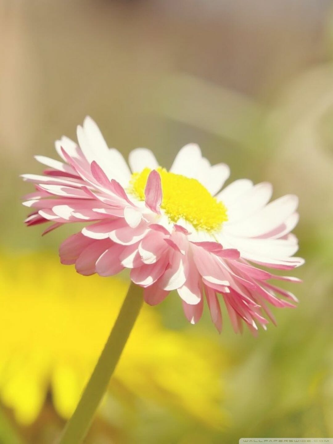 Flower For Android Wallpapers