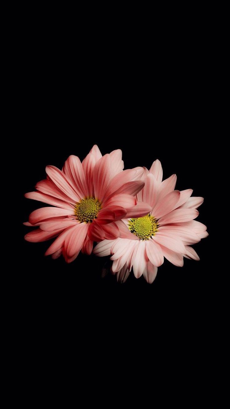 Flower For Android Wallpapers