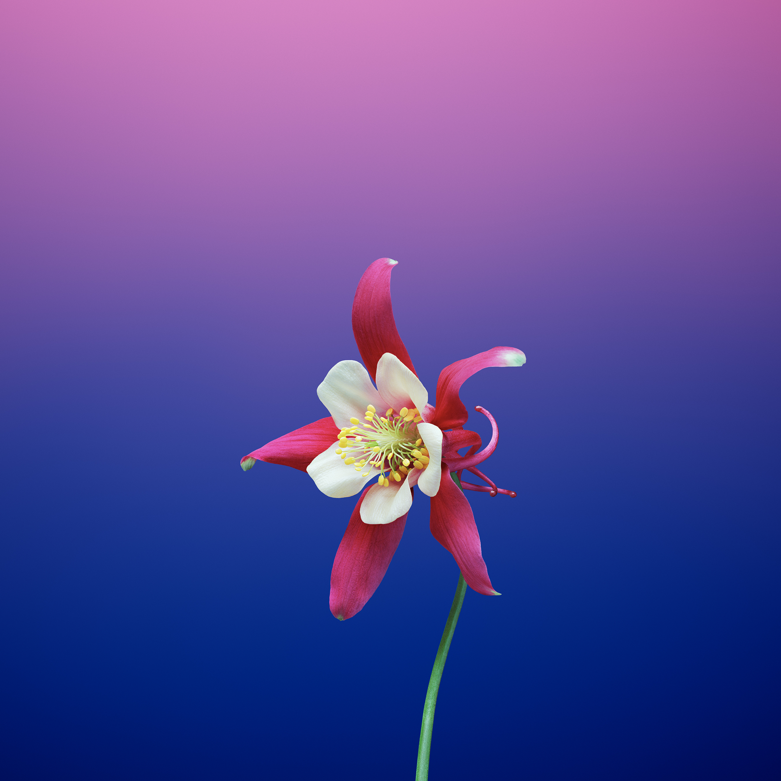 Flower Iphone 5 Wallpapers