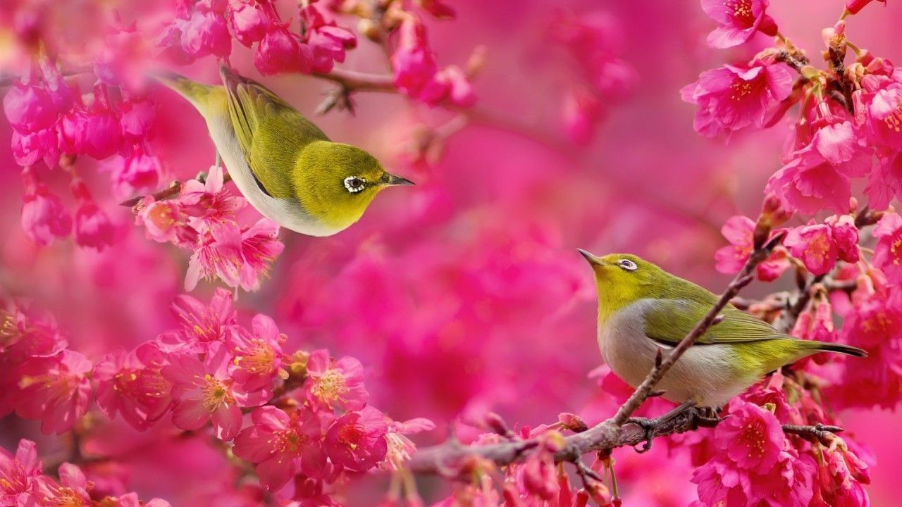 Flowers And Birds Wallpapers