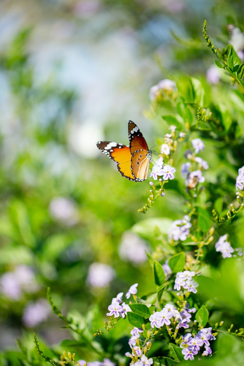 Flowers And Birds Wallpapers