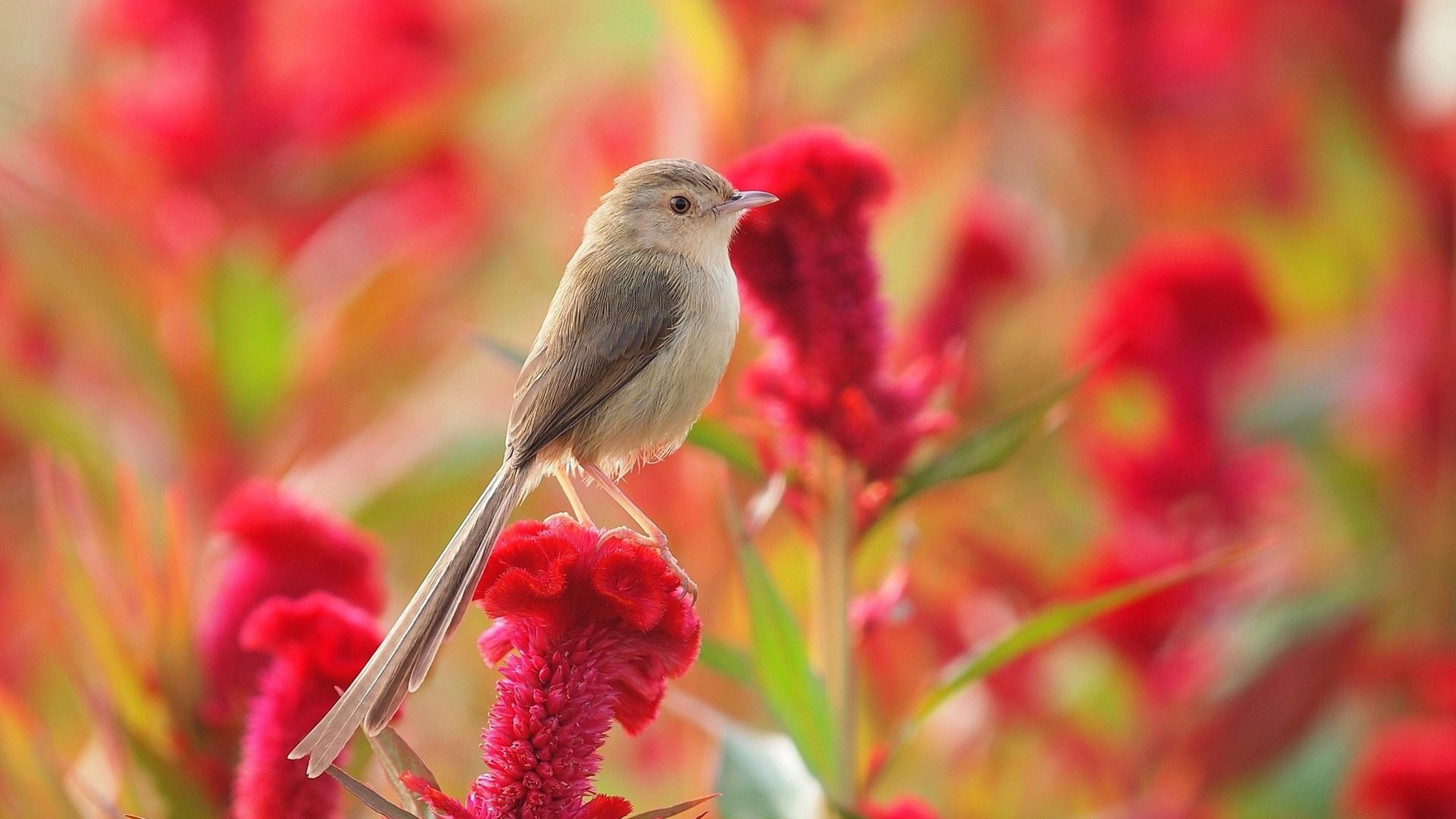 Flowers And Birds Wallpapers