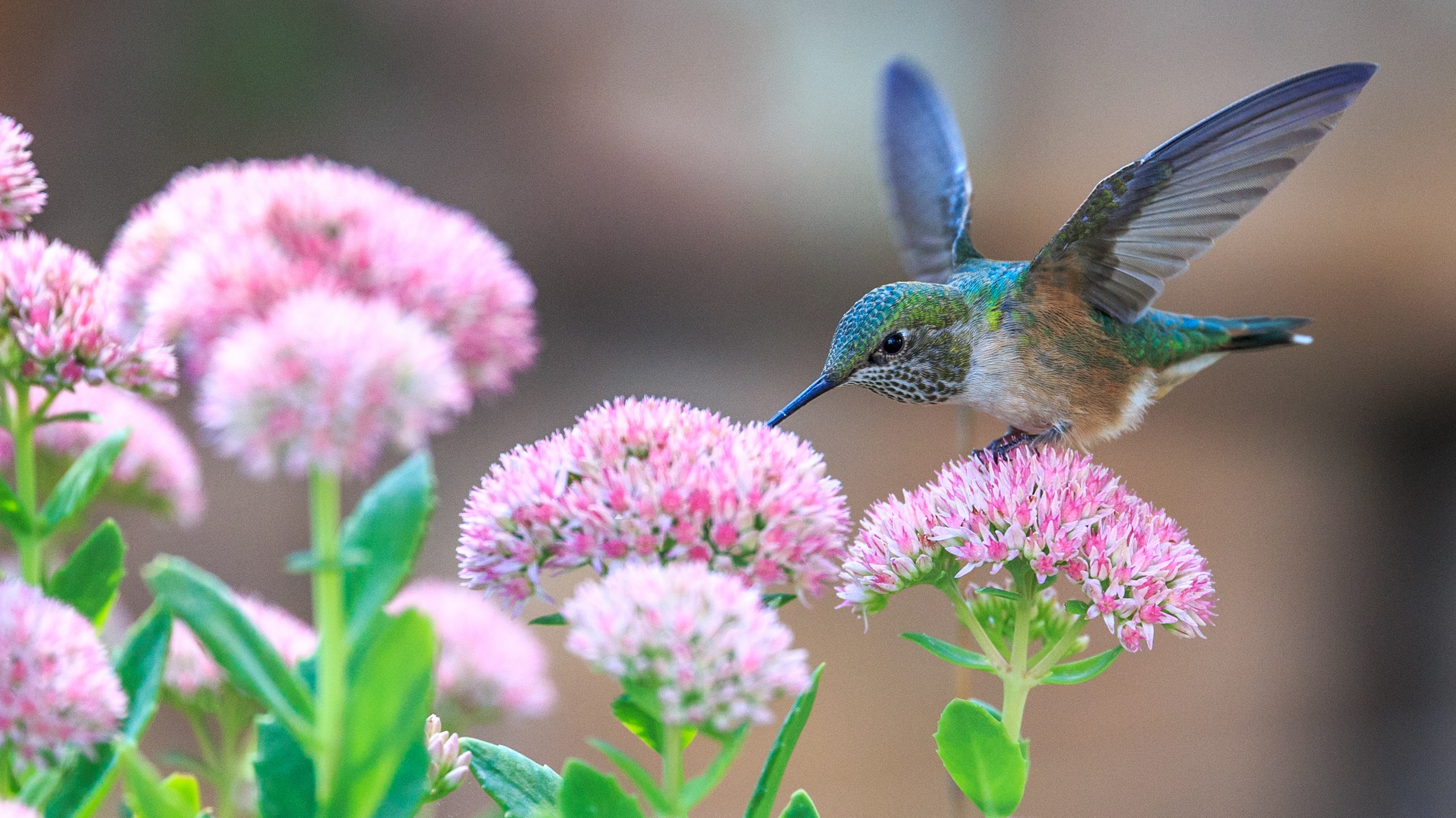 Flowers And Birds Wallpapers