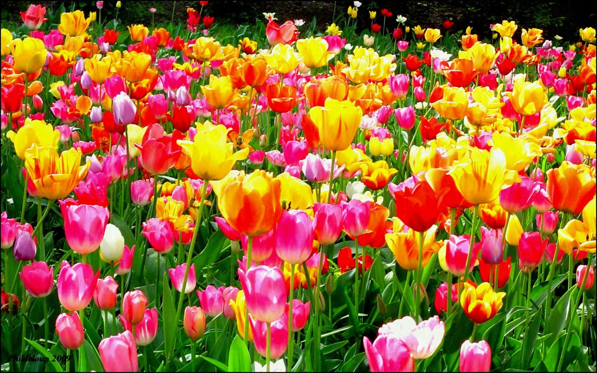 Flowers Garden Wallpapers