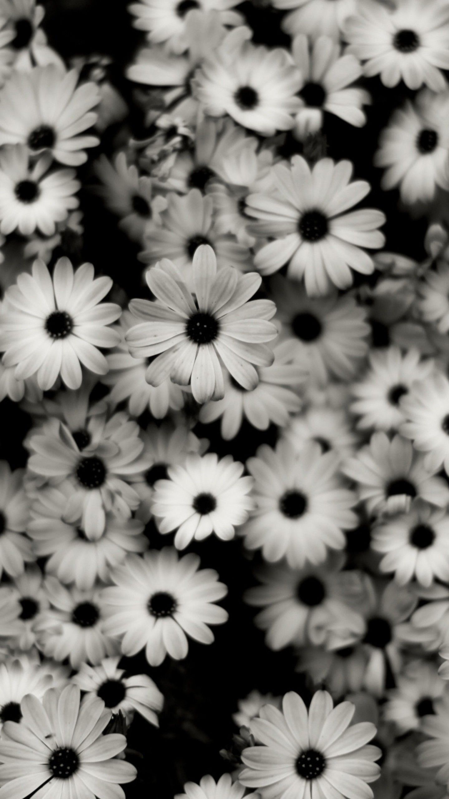 Flowers Gray Wallpapers