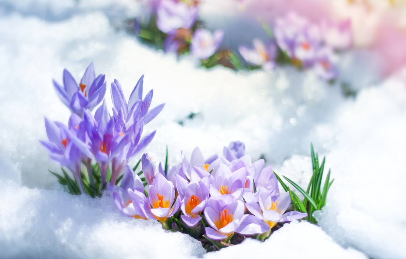 Flowers In Snow Wallpapers