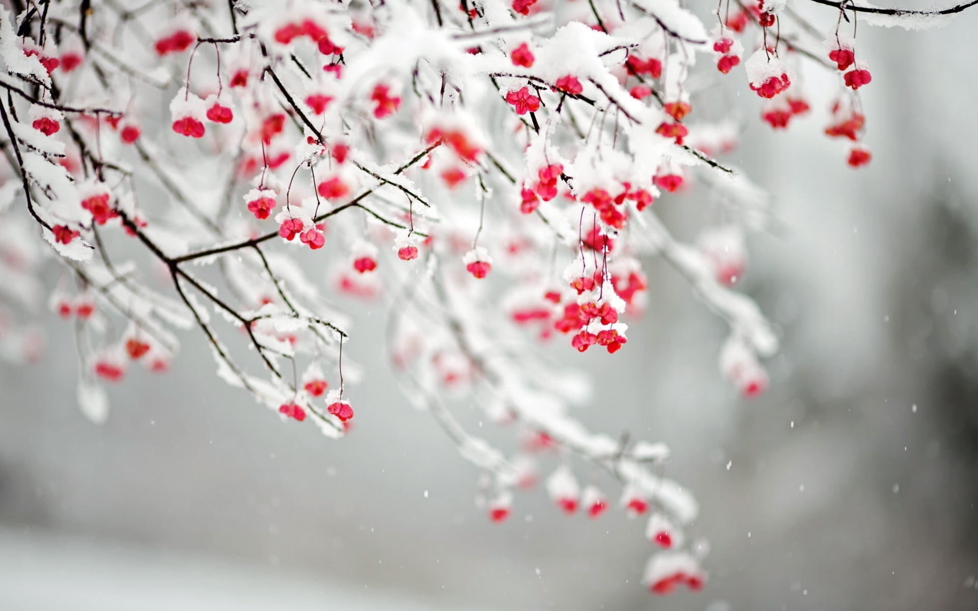 Flowers In Snow Wallpapers