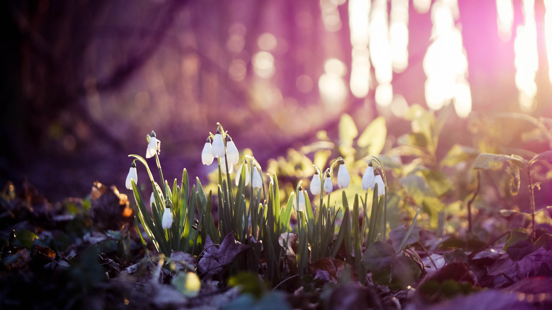 Flowers In Snow Wallpapers