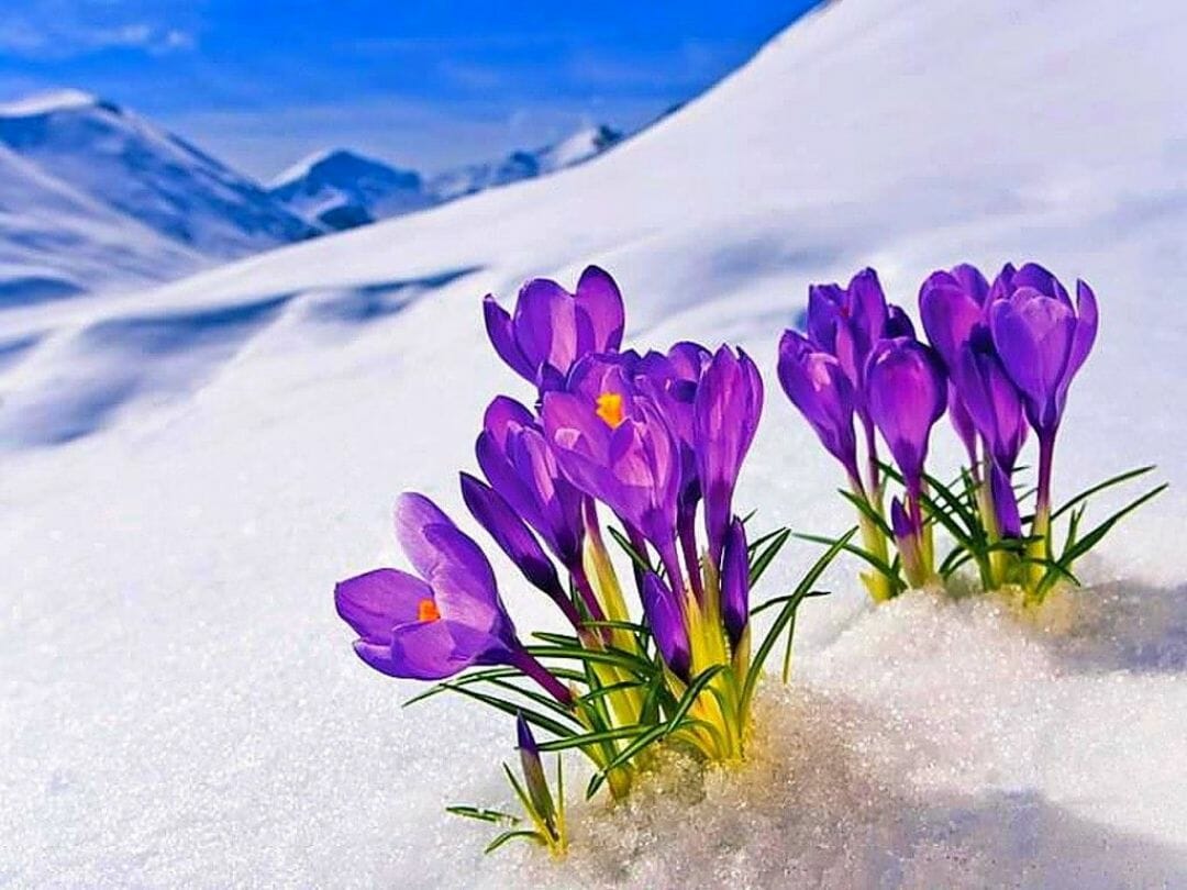 Flowers In Snow Wallpapers