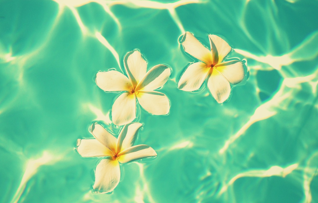 Flowers In Water Aesthetic Wallpapers