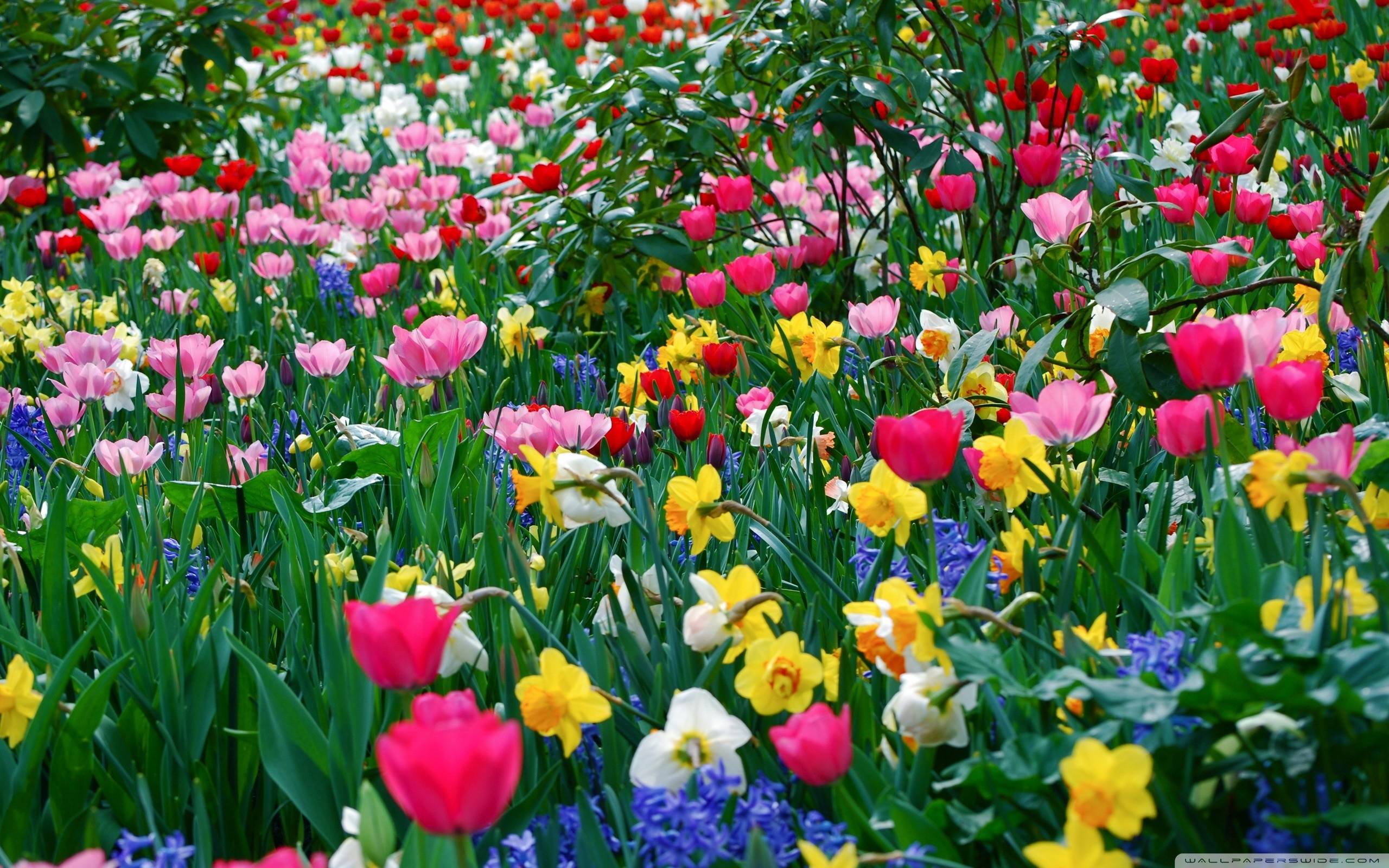Flowers Spring Wallpapers