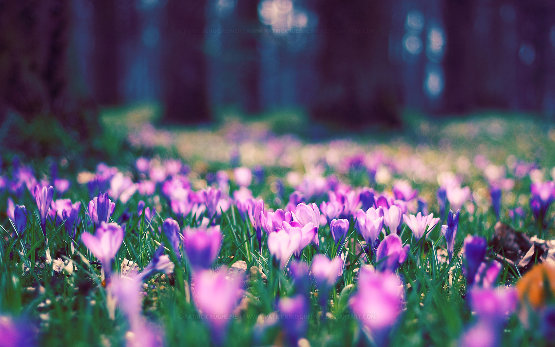 Flowers Spring Wallpapers