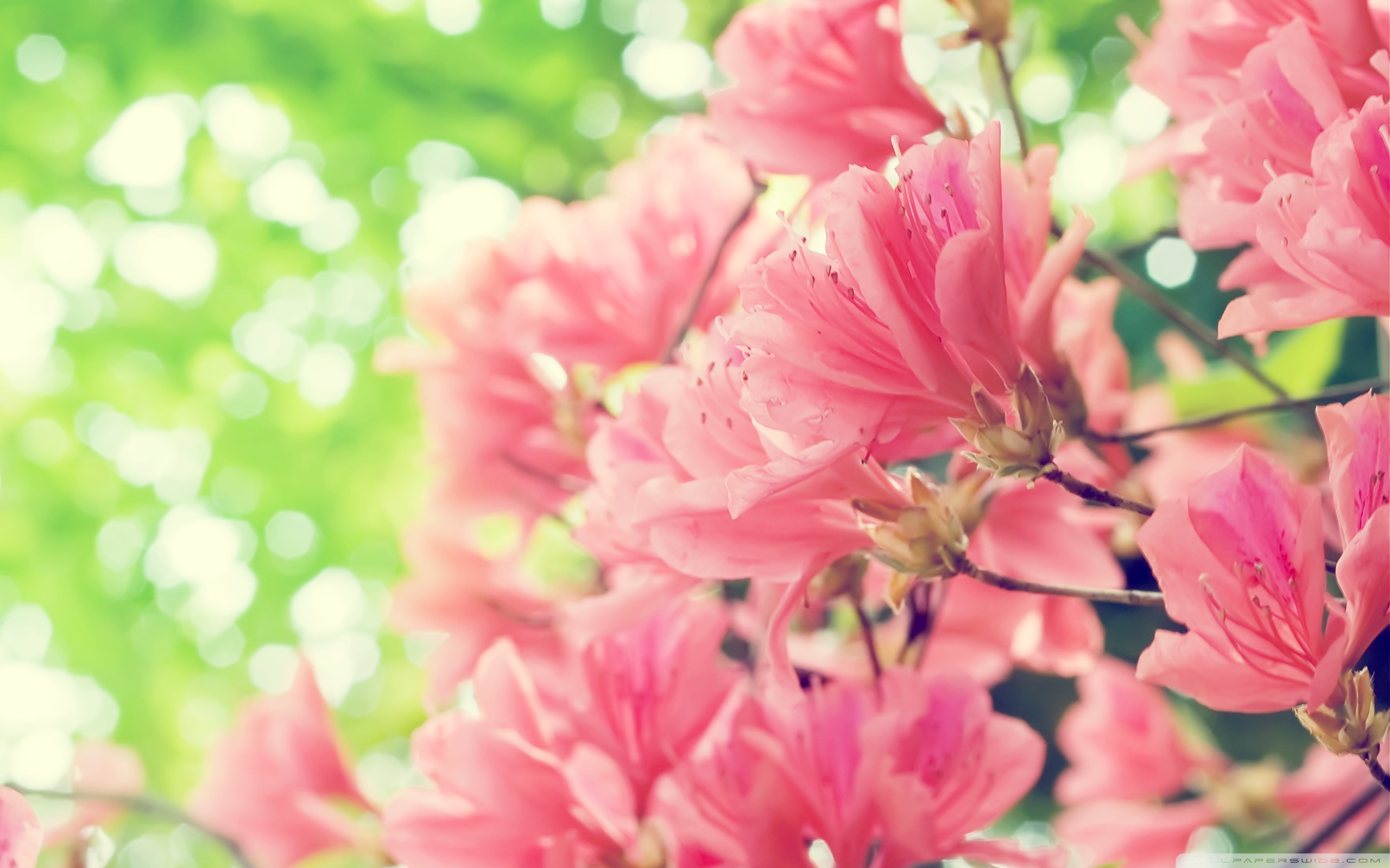 Flowers Spring Wallpapers