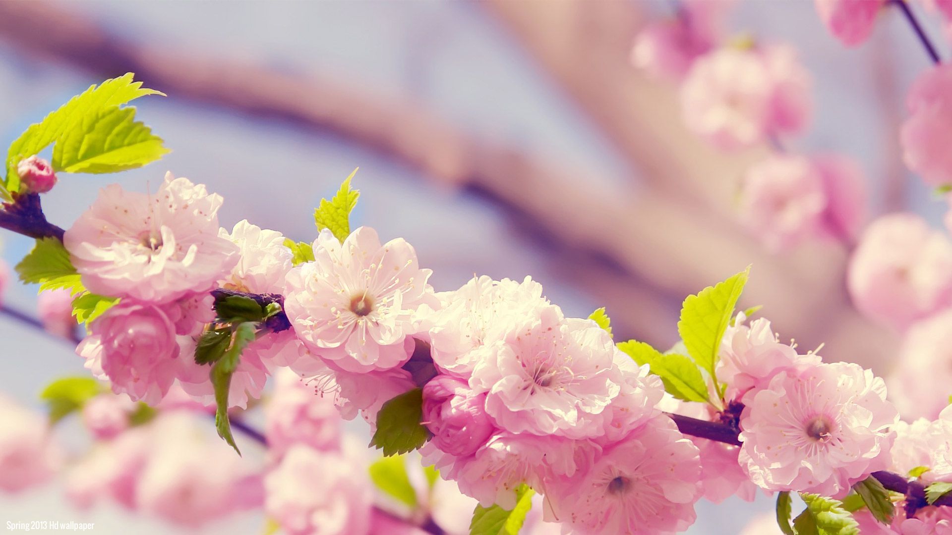 Flowers Spring Wallpapers