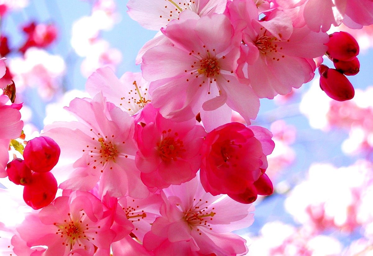 Flowers Spring Wallpapers