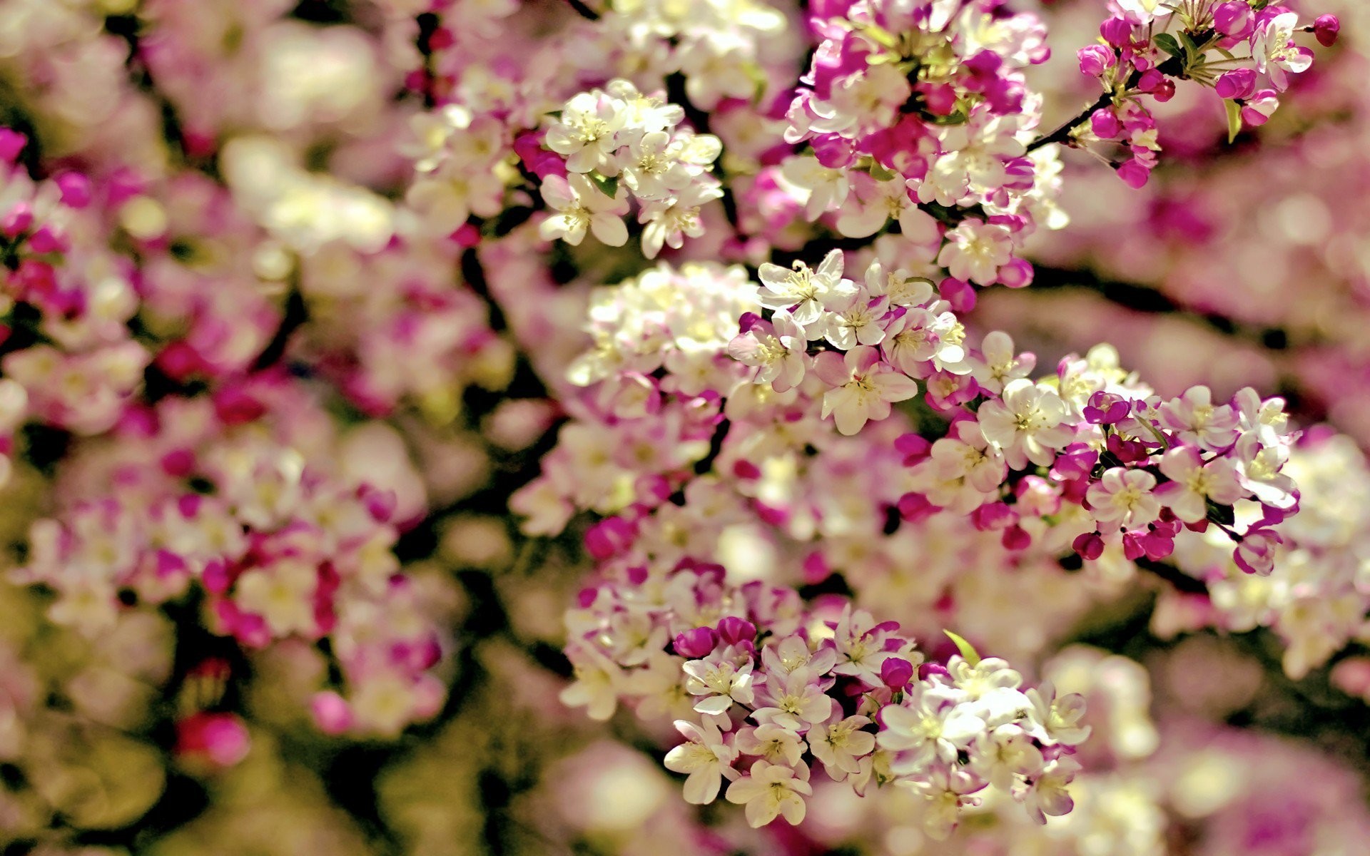 Flowers Spring Wallpapers