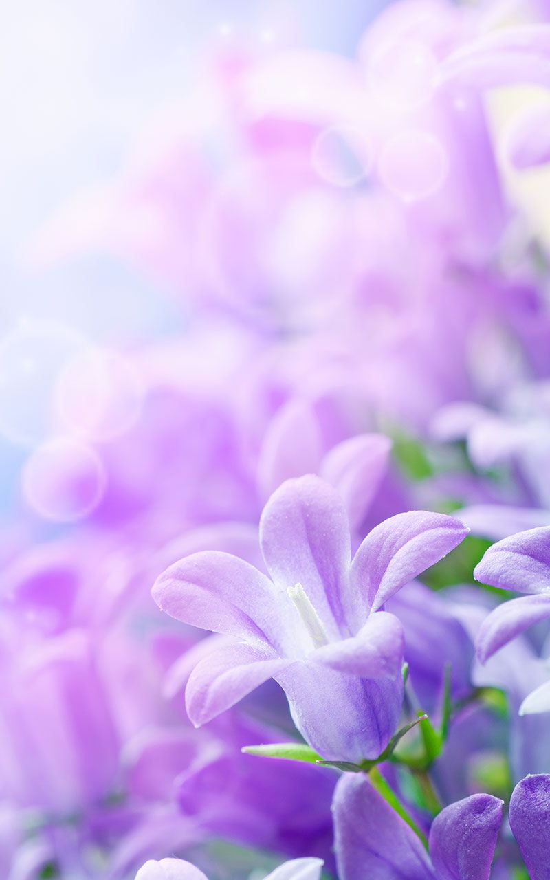 Flowers Vertical Wallpapers