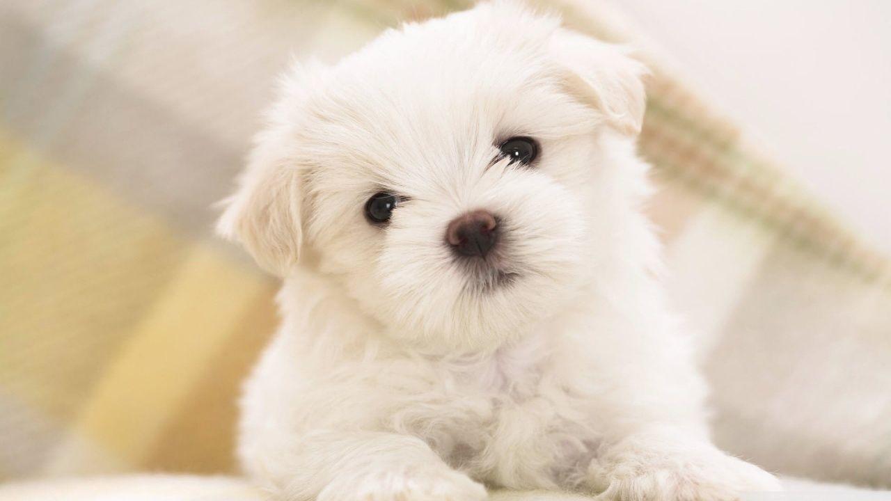 Fluffy Adorable Puppies Wallpapers