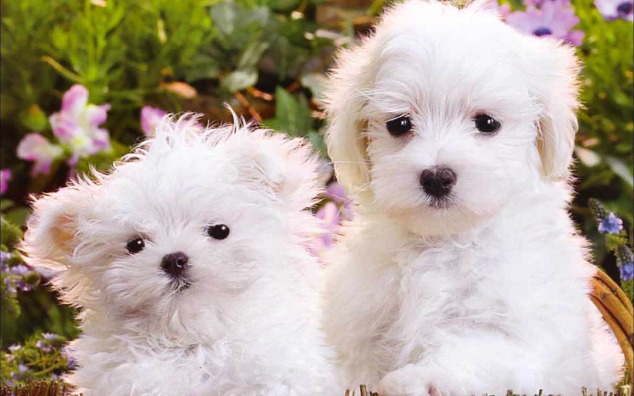 Fluffy Adorable Puppies Wallpapers