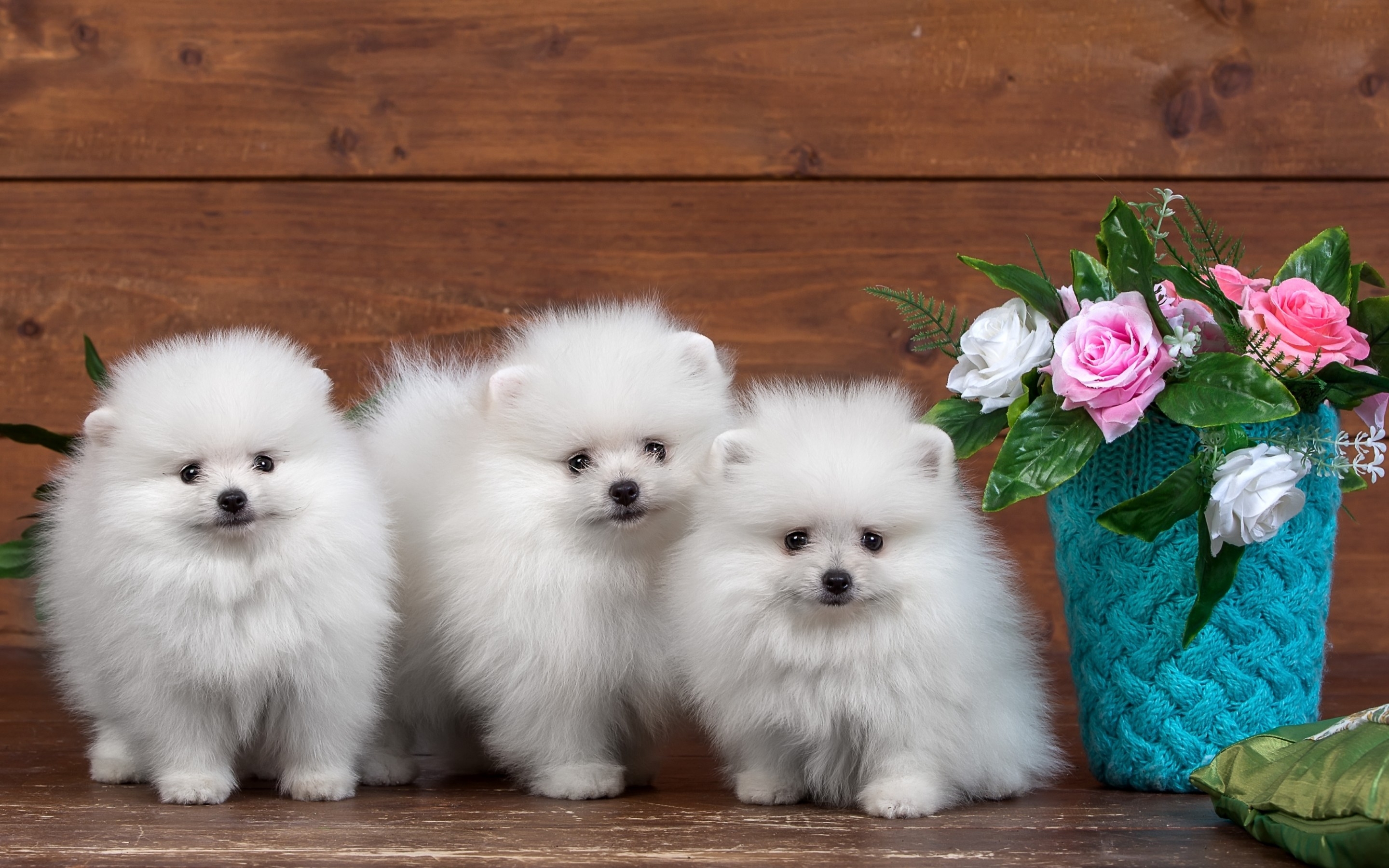 Fluffy Adorable Puppies Wallpapers