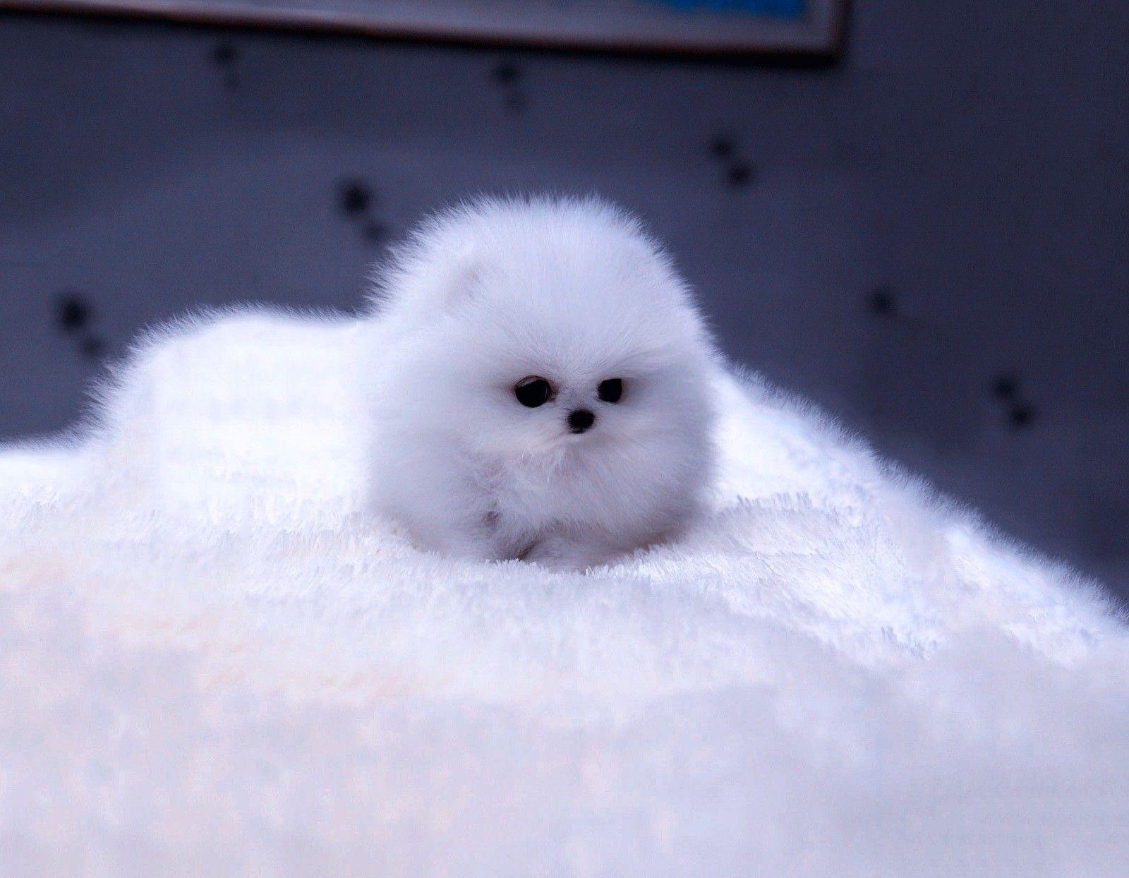 Fluffy Adorable Puppies Wallpapers