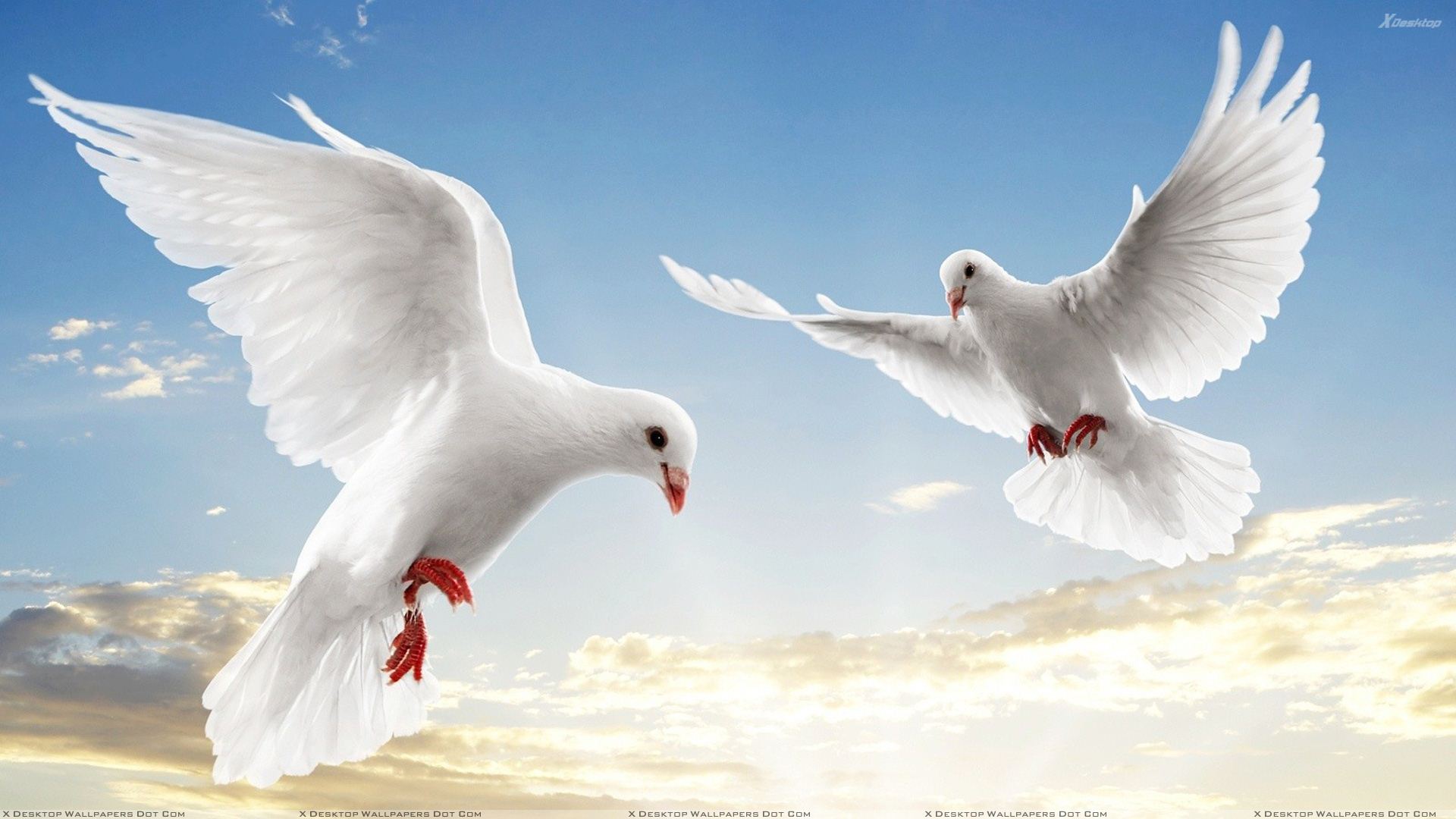 Flying Birds Wallpapers