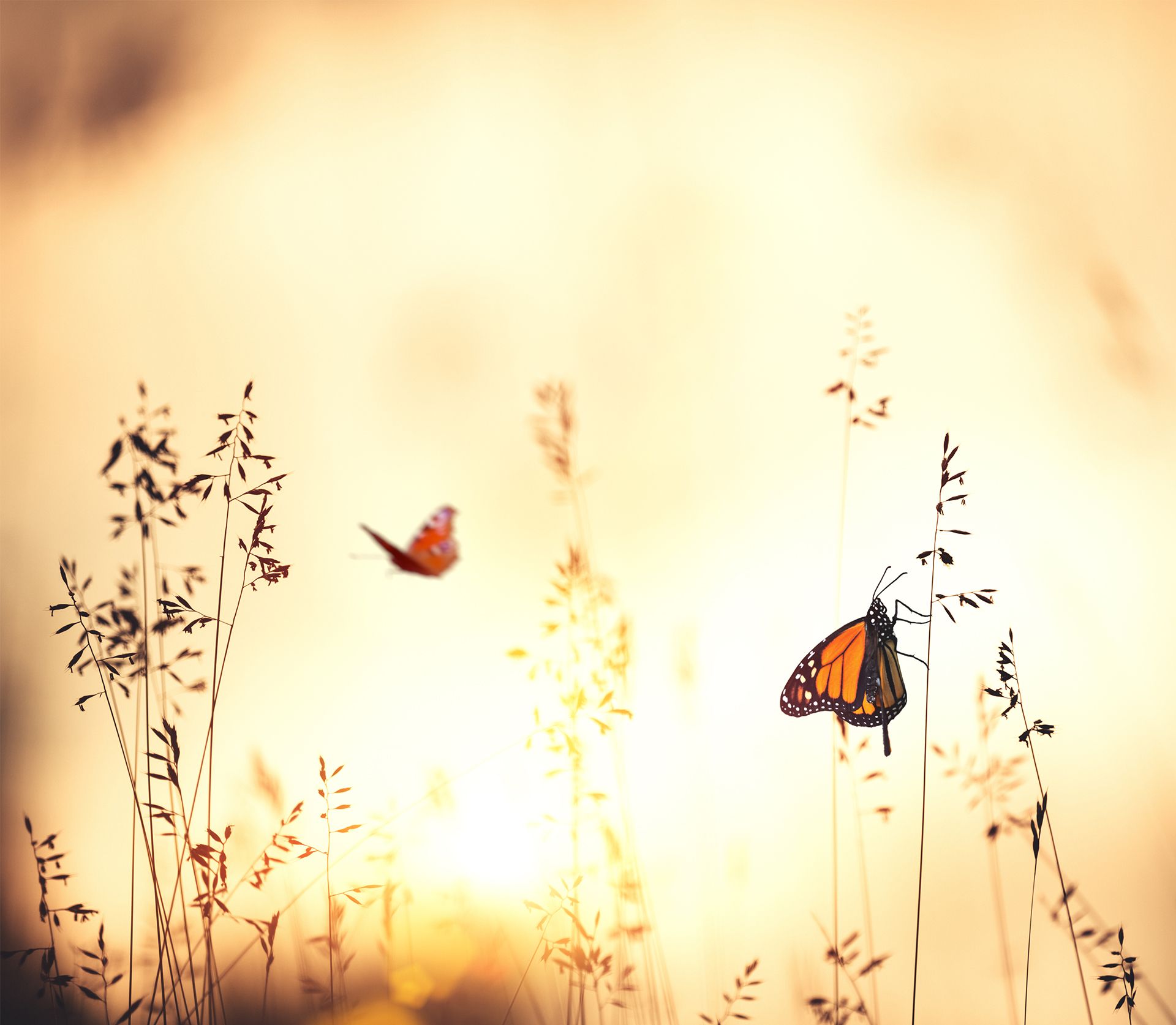 Flying Butterfly Wallpapers