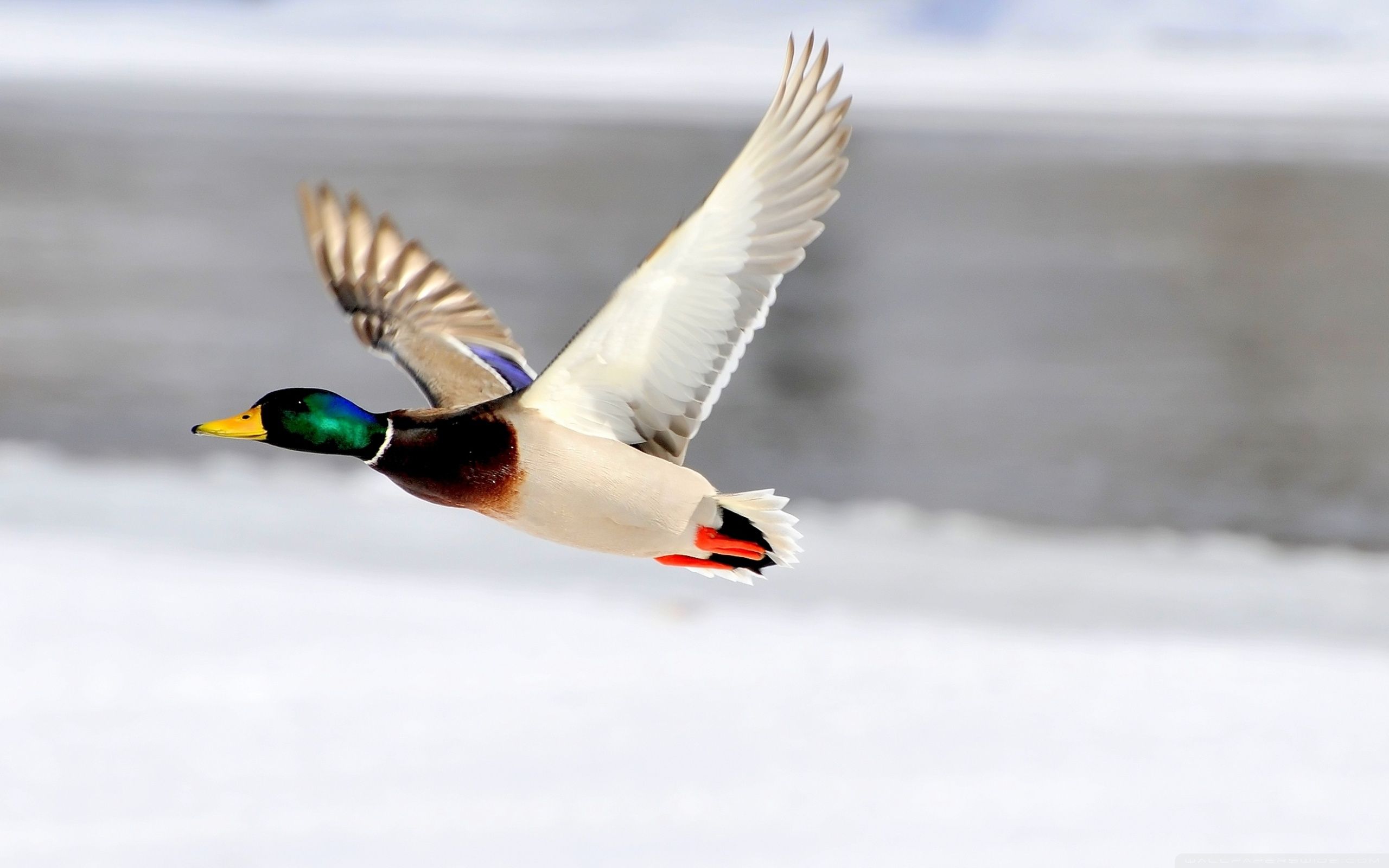 Flying Duck Wallpapers