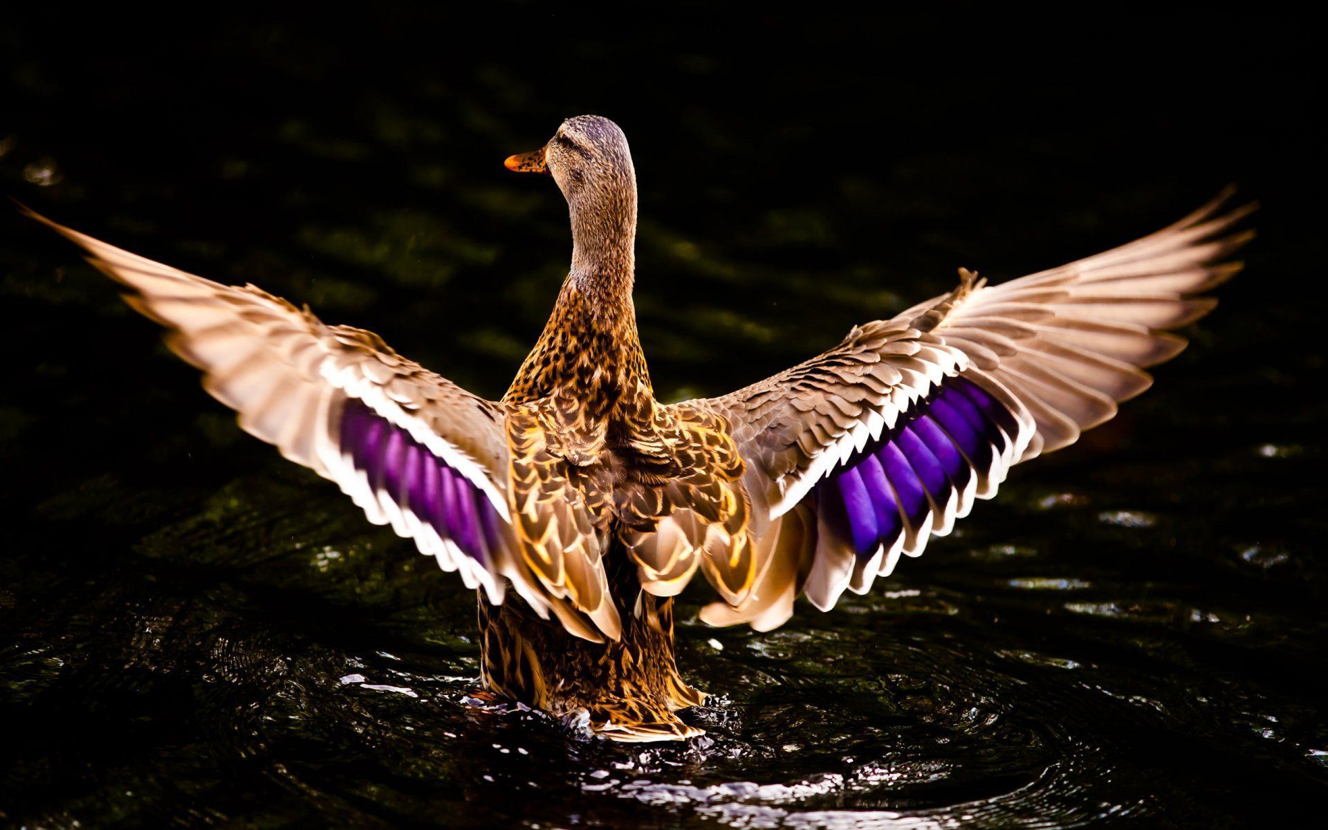 Flying Duck Wallpapers