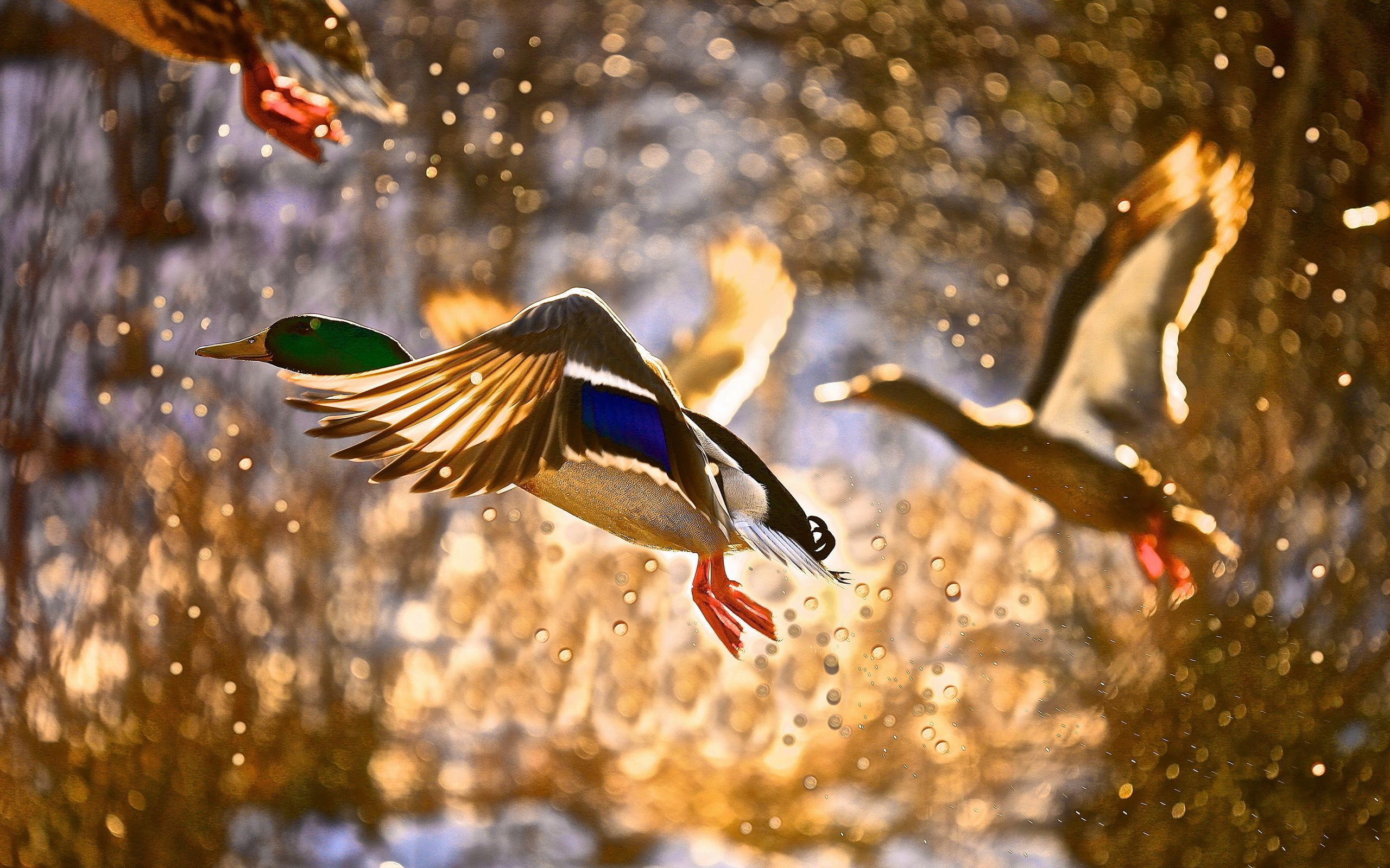 Flying Duck Wallpapers