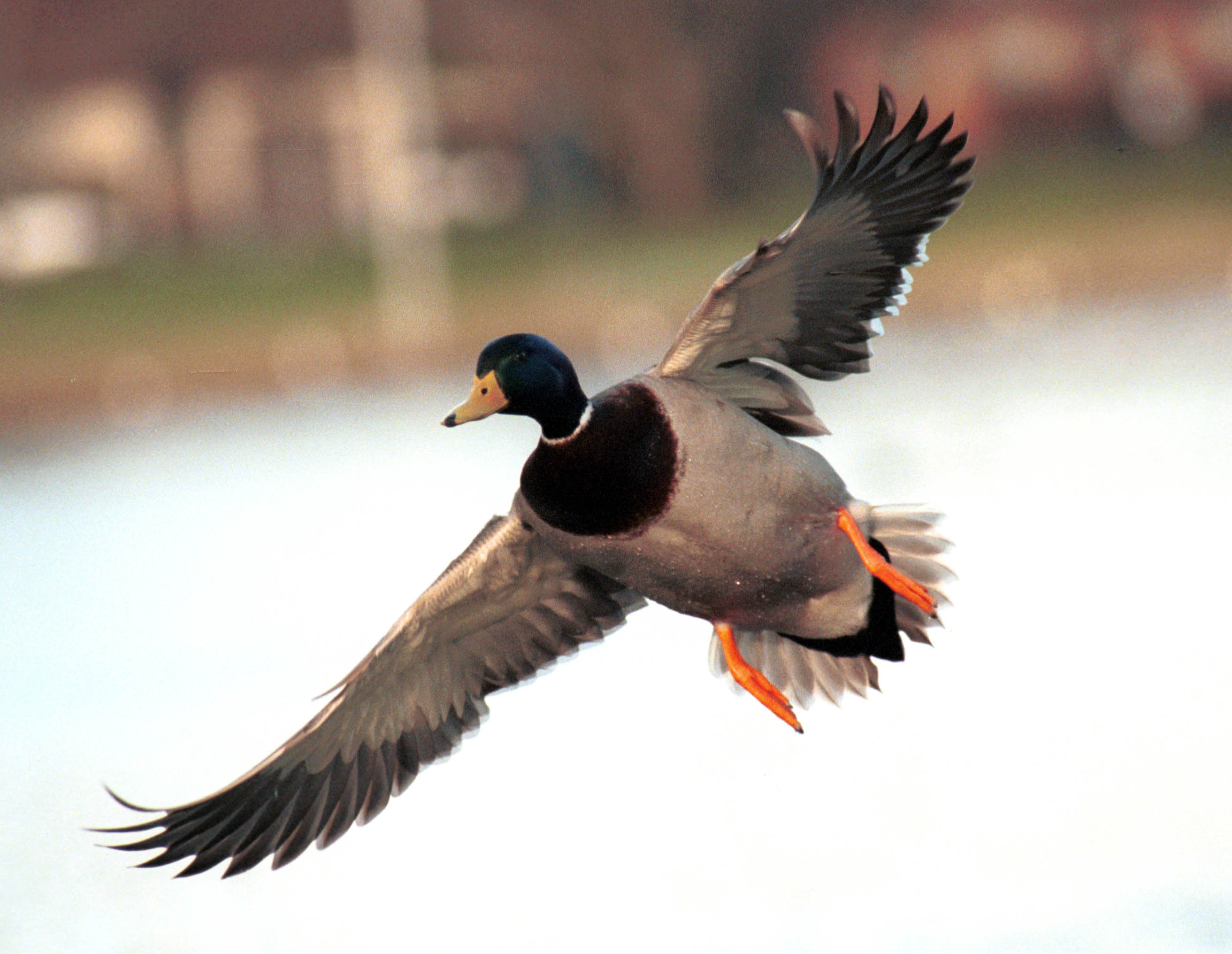 Flying Duck Wallpapers