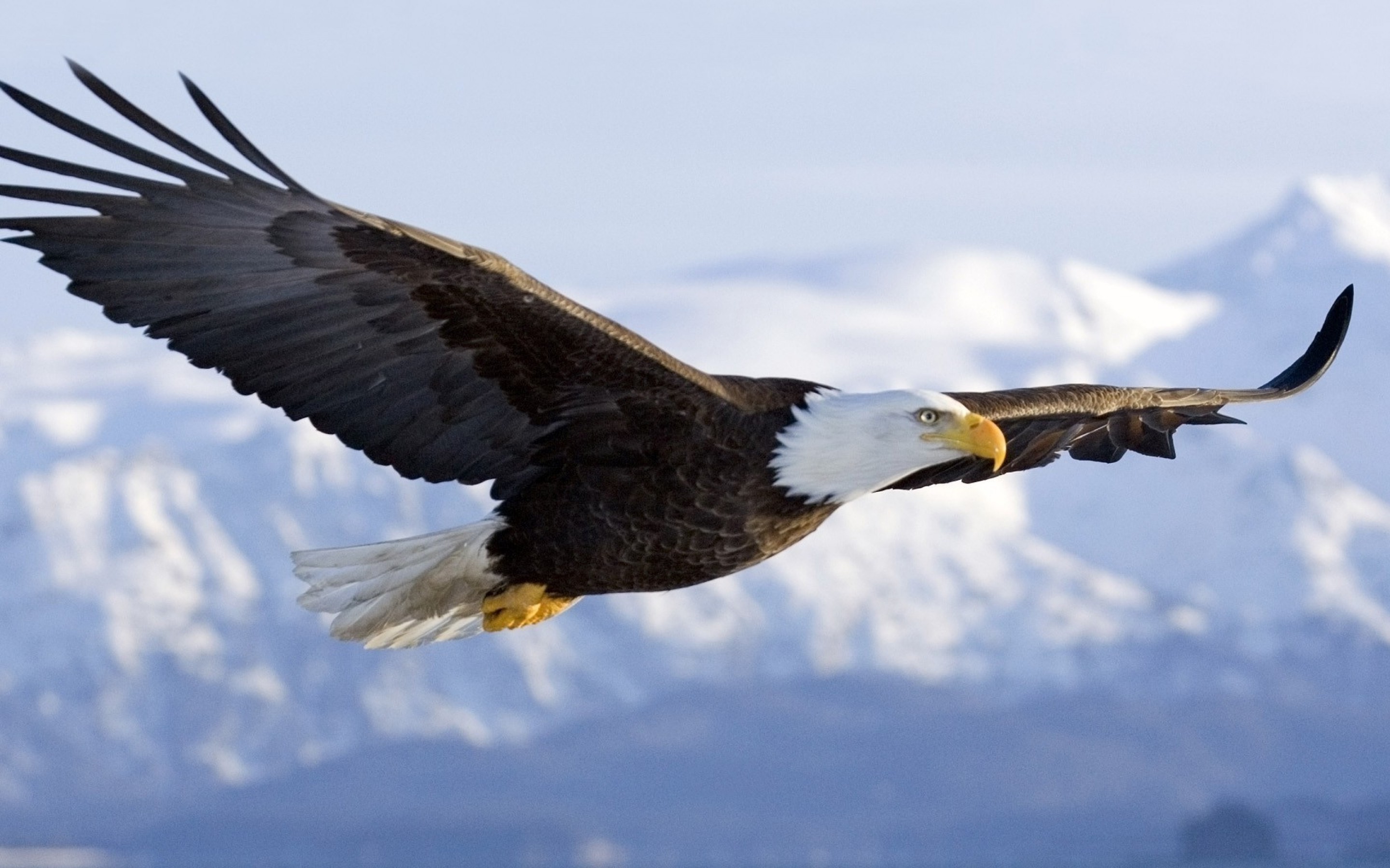 Flying Eagle Wallpapers