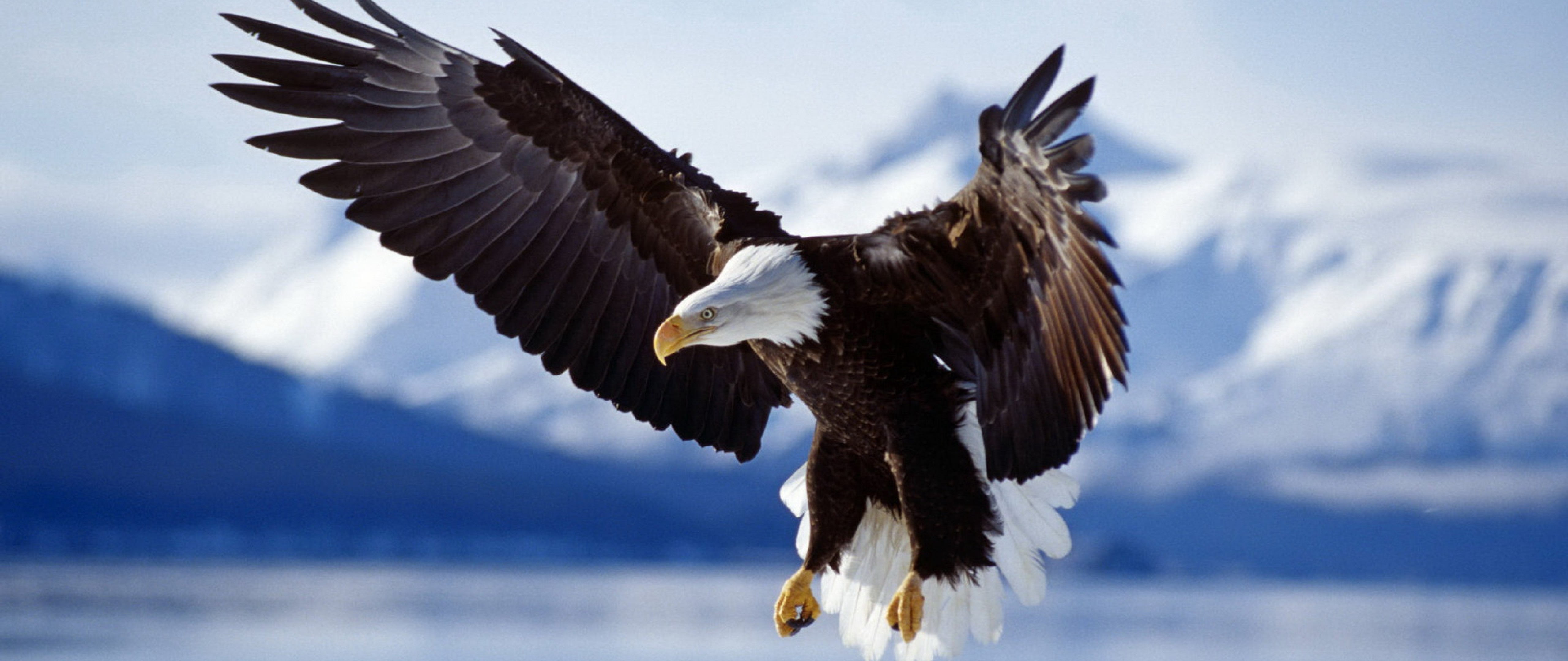 Flying Eagle Wallpapers