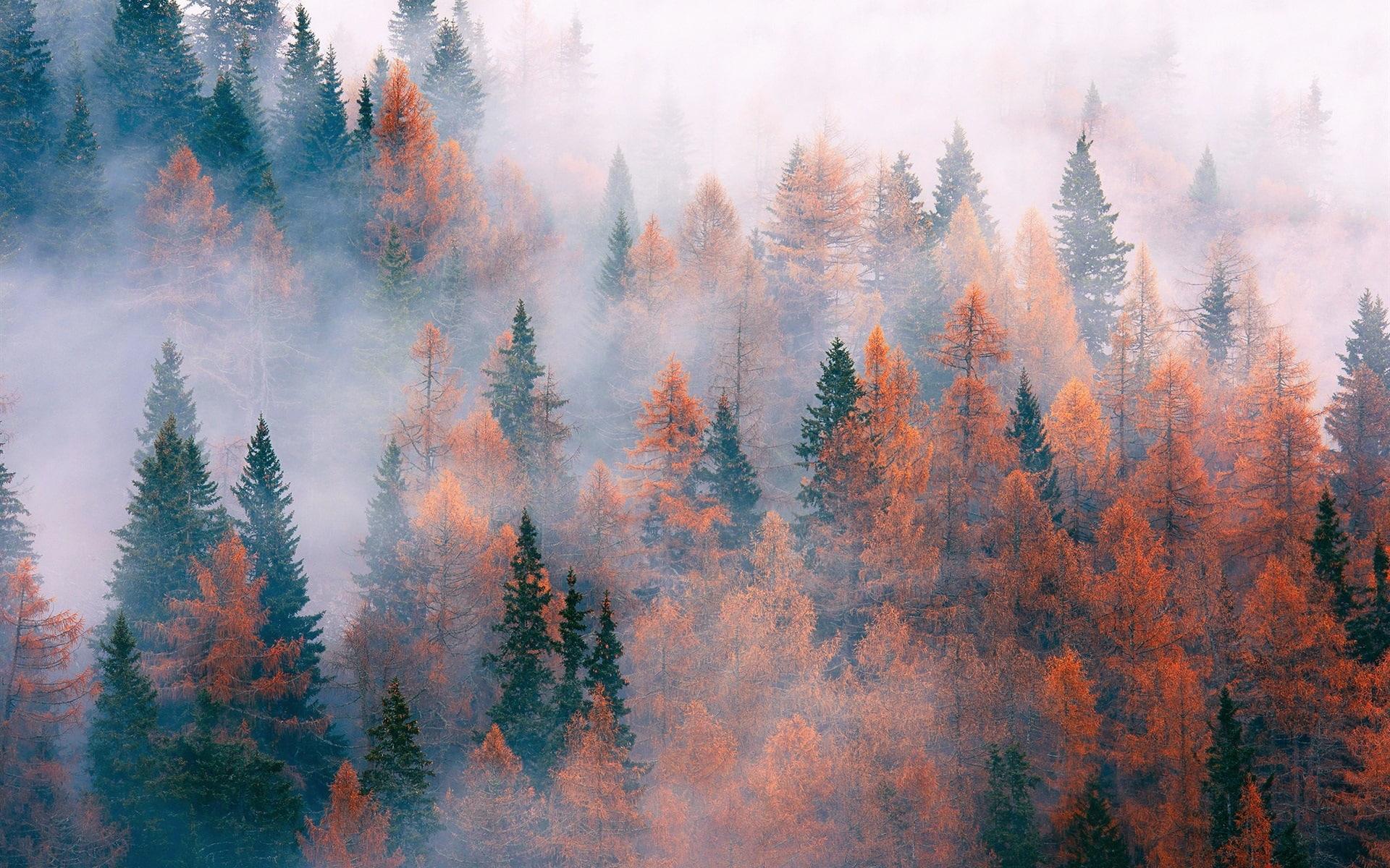 Foggy Fall Forest Wallpapers