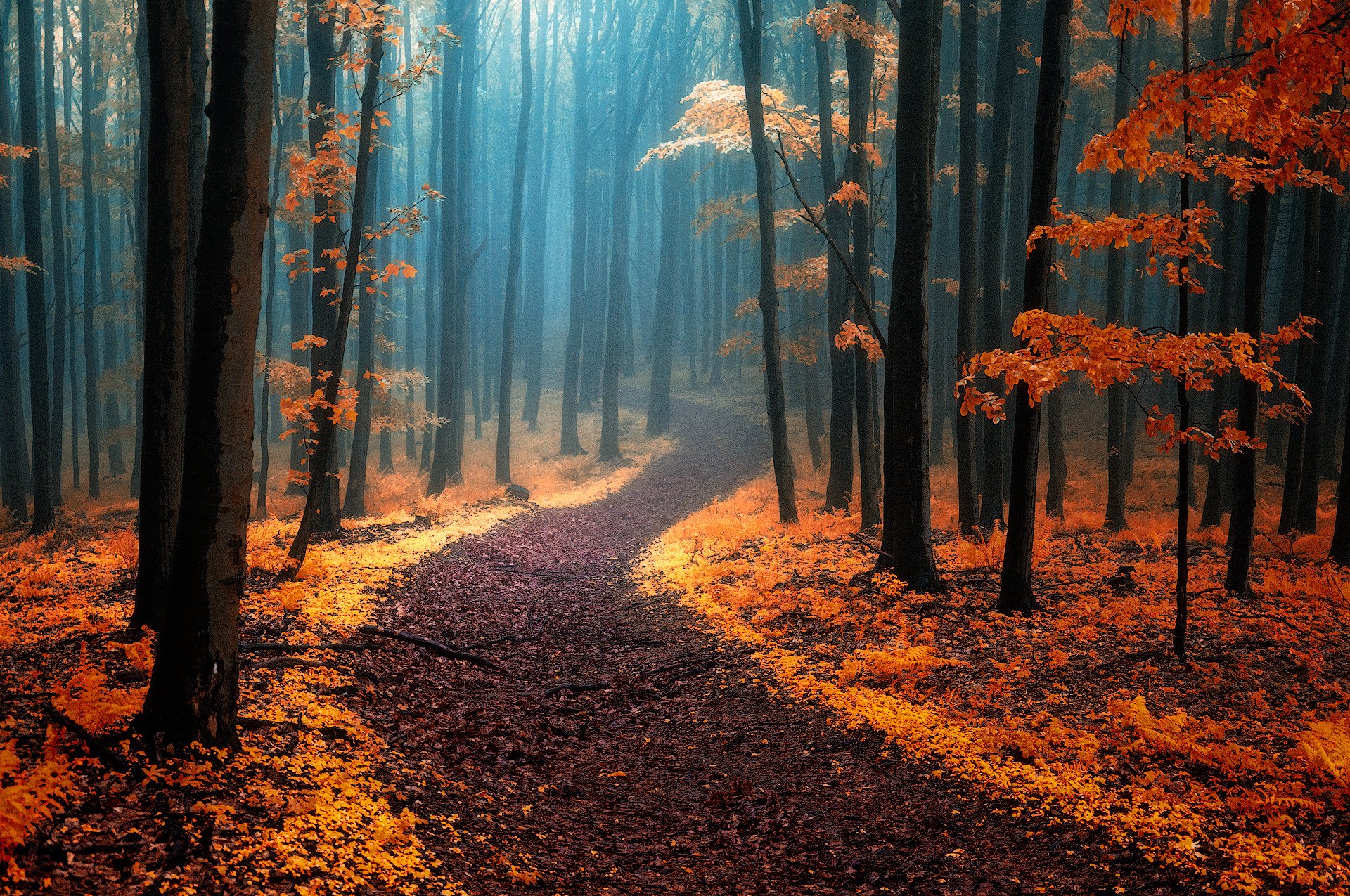 Foggy Fall Forest Wallpapers