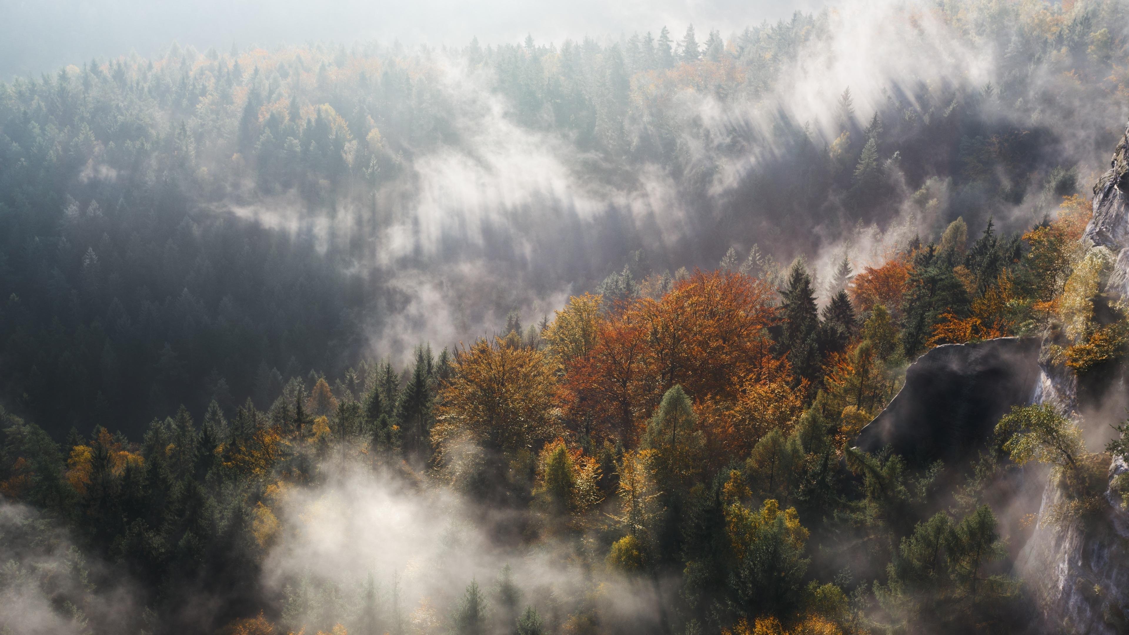 Foggy Fall Forest Wallpapers